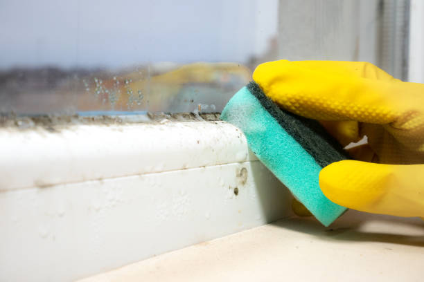 Best Residential Mold Removal  in Boyceville, WI