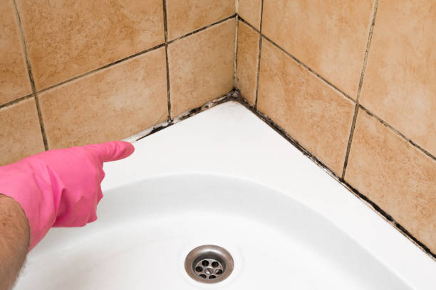 Best Crawl Space Mold Removal  in Boyceville, WI